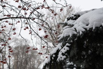 Green spruce branches covered with white snow and red rowan berries covered with white snow. Clusters of red mountain ash, green branches of spruce and white snow contrast.