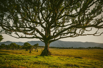 Las wawrzynowy. Płaskowyż Fanal, Madera. © Anna Korpak
