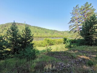 landscape with trees