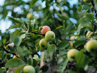 Apples ripen on the branches of apple trees. Fruit growing in the garden.