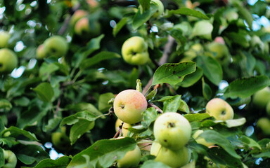 Apples ripen on the branches of apple trees. Fruit growing in the garden.