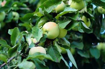 Apples ripen on the branches of apple trees. Fruit growing in the garden.