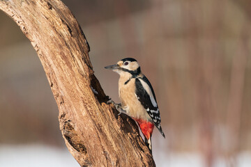 The great spotted woodpecker (Dendrocopos major)