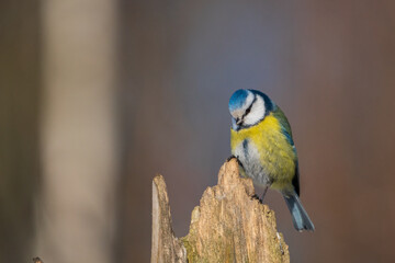 The Eurasian blue tit (Cyanistes caeruleus)