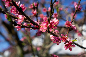 Fototapeta na wymiar Close up shot of blossoms in spring