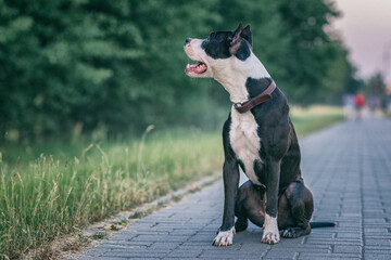 Beautiful dog breed pit bull terrier primer on the alley near the park.