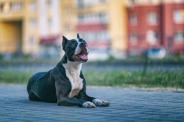 Beautiful dog breed pit bull terrier primer on the alley near the park.