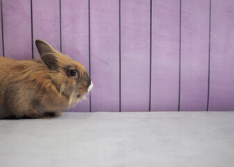 Cute decorative rabbit on a lilac background. Easter Bunny. Place for text.