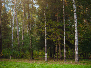 Obraz premium traditional forest of central Russia, summer sunset. Scenic forest of fresh green trees, beautiful park, summer landscape, birch grove, fir forest summer landscape