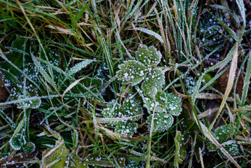 water drops on a leaf