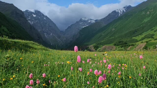Idyllic mountain landscape with blooming meadows in springtime, 4k
