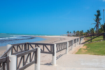 Fototapeta premium coconut palm 6
