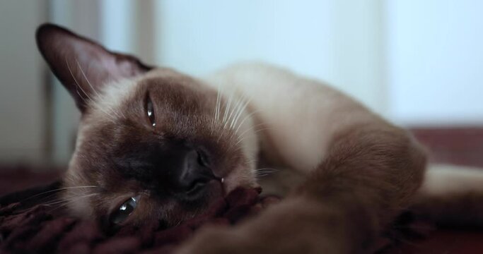 Siamese cat breed Wichianmas, A cute little cat is staring at something with excitement.