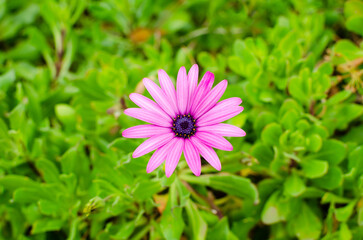 Obraz premium Macro photo of a Purple Cape Daisy with pink petals and incredibly beautiful purple core