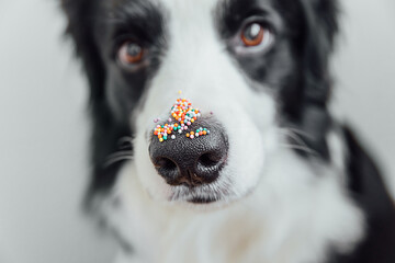 Happy Easter concept. Preparation for holiday. Cute puppy dog border collie with sugar sprinkle...