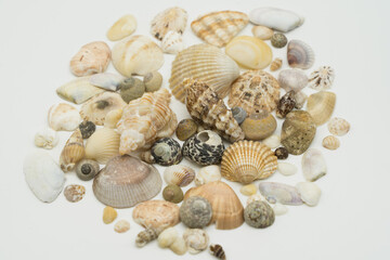 Picture of a lot of isolated seashells, shells and clams on white background