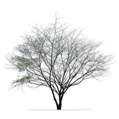 Gardinen Isolated bare tree against white background © Prin