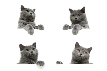 head of gray cat with yellow eyes isolated on a white background