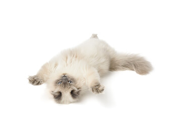 Fluffy cat on a white isolated background. Gray cat breed Scottish Straight. A beautiful funny pet lies on its back, plays and frolics on a studio background. High resolution photo with space for text