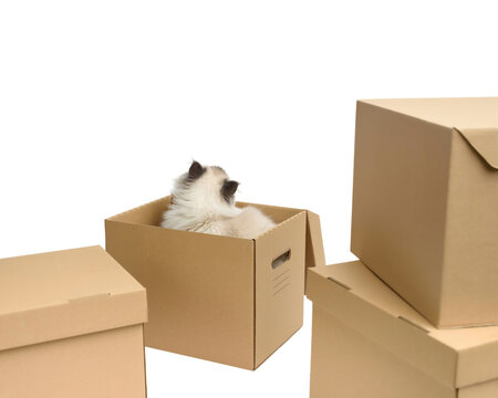 Fluffy Cat In A Box On A White Isolated Background With Space For Text. Gray Cat Breed Scottish Straight. A Pet Inside A Box Among Other Cardboard Boxes Looks Up. The Concept Of Home And Relocation.