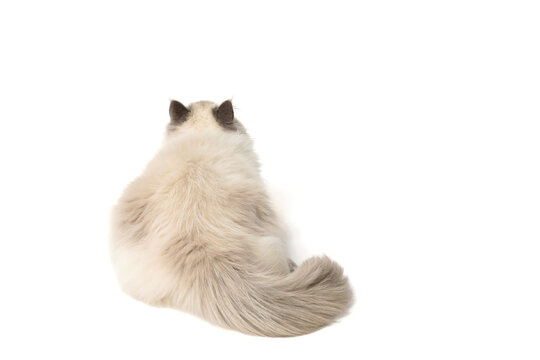 Fluffy cat on a white isolated background. Gray cat breed Scottish Straight. Beautiful funny pet is photographed from the back and looks at a white background with space for text.