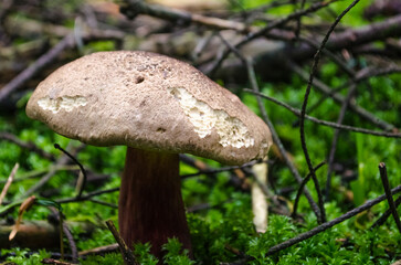 Mushrooms in the forest