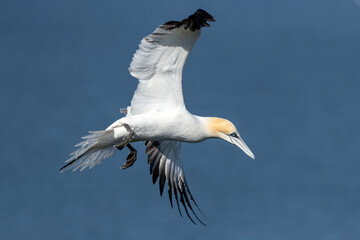 Northern Gannet coming into land