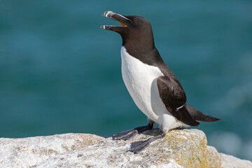 Razorbill