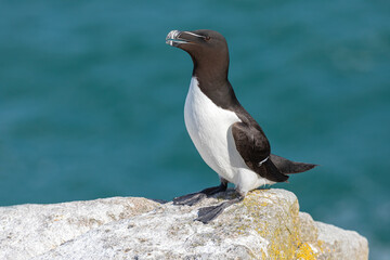 Razorbill