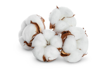 Cotton plant flower isolated on white background with clipping path and full depth of field