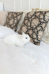 white fluffy cute rabbit in a bright room on a snow-white bed with a colored pillow