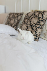 white fluffy cute rabbit in a bright room on a snow-white bed with a colored pillow