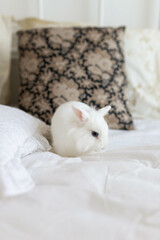 white fluffy cute rabbit in a bright room on a snow-white bed with a colored pillow