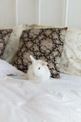 white fluffy cute rabbit in a bright room on a snow-white bed with a colored pillow