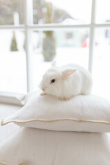White fluffy cute rabbit in a bright room sitting on pillows. There is a window in the background, snowy winter outside the window