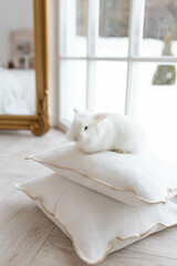White fluffy cute rabbit in a bright room sitting on pillows. There is a window in the background, snowy winter outside the window