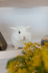 white fluffy cute rabbit in a bright room, bookshelf, yellow mimosa flowers, adorable, animal, background, big ears, big eyes, bunny, clear, close up, cute, decorative, easter, easter background, east