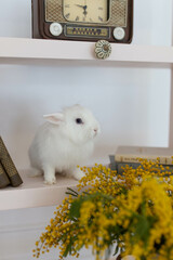 white fluffy cute rabbit in a bright room, bookshelf, yellow mimosa flowers