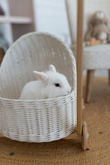 white fluffy cute rabbit in a bright room, white basket, baby stroller