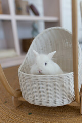 white fluffy cute rabbit in a bright room, white basket, baby stroller