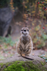 Fototapeta premium Meerkat