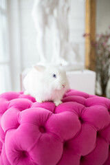 white fluffy cute rabbit on a pink pouf in a bright room