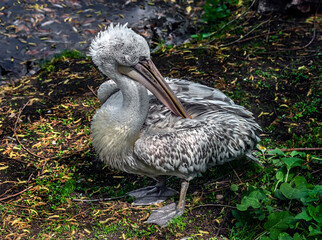 Dalmatian pelican on the ground near the pond. Latin name - Pelecanus crispus