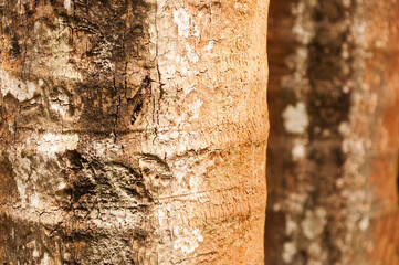 bark of a tree with brown textured background nature stock photo