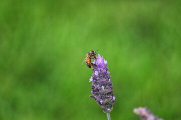 The beauty of the lavender flower.