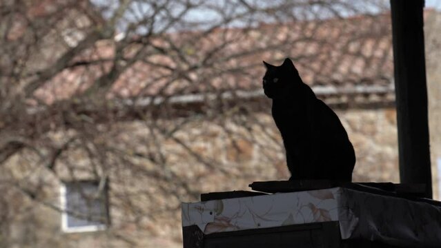 Un chat noir en silhouette dans une ferme.