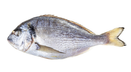 frozen whole orata fish isolated on white