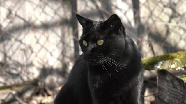 Un chat noir se cache &agrave; l'arriv&eacute;e d'un chien.