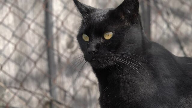 Un chat noir avec de mignonnes pattes.