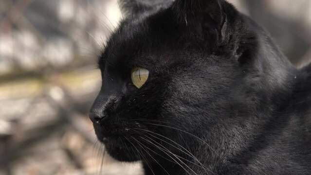Un chat noir surveille les alentours.